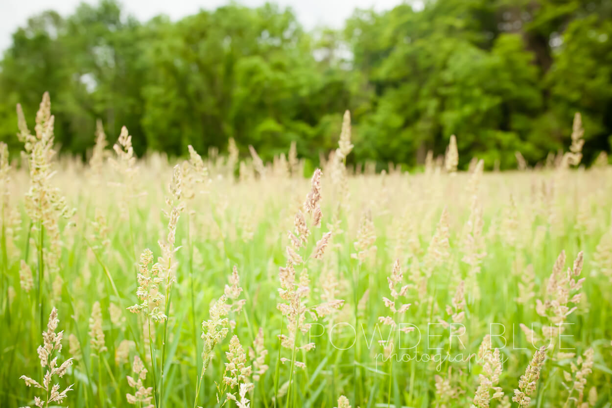 wheat field wild flowers pittsburgh upper st clair boyce mayview park
