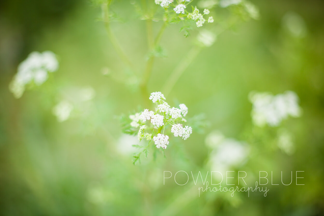 wheat field wild flowers pittsburgh upper st clair boyce mayview park