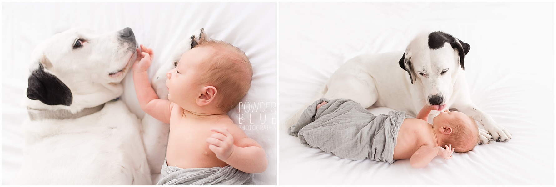 newbotn photography session for a newborn in pittsburgh pa and a dog