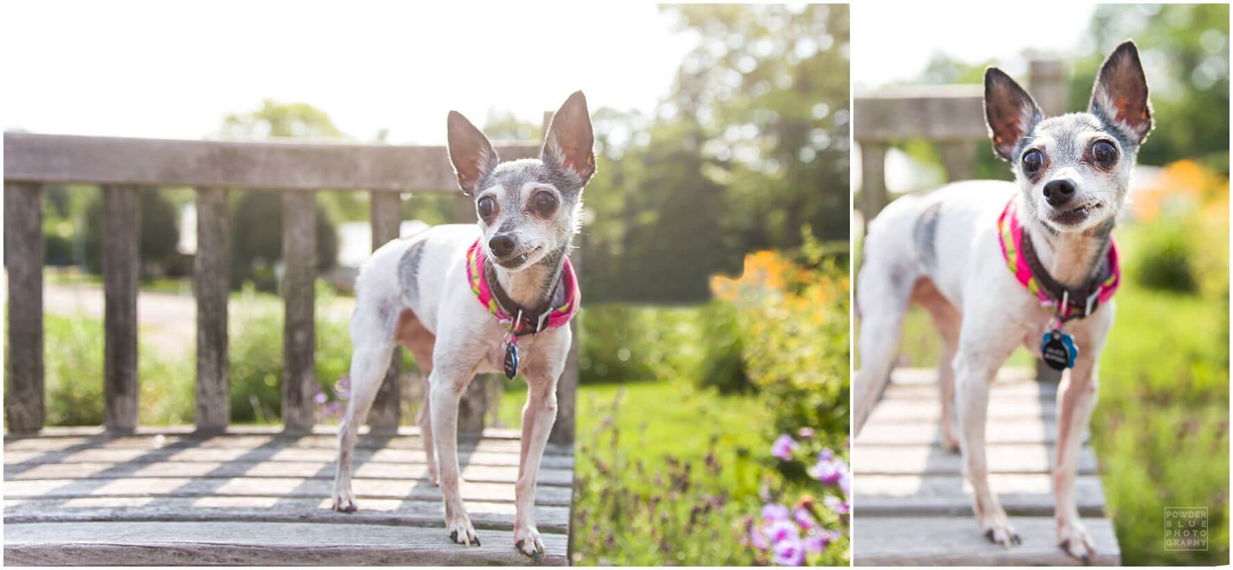 schepley park pittsburgh photographer 5 month old baby terrier