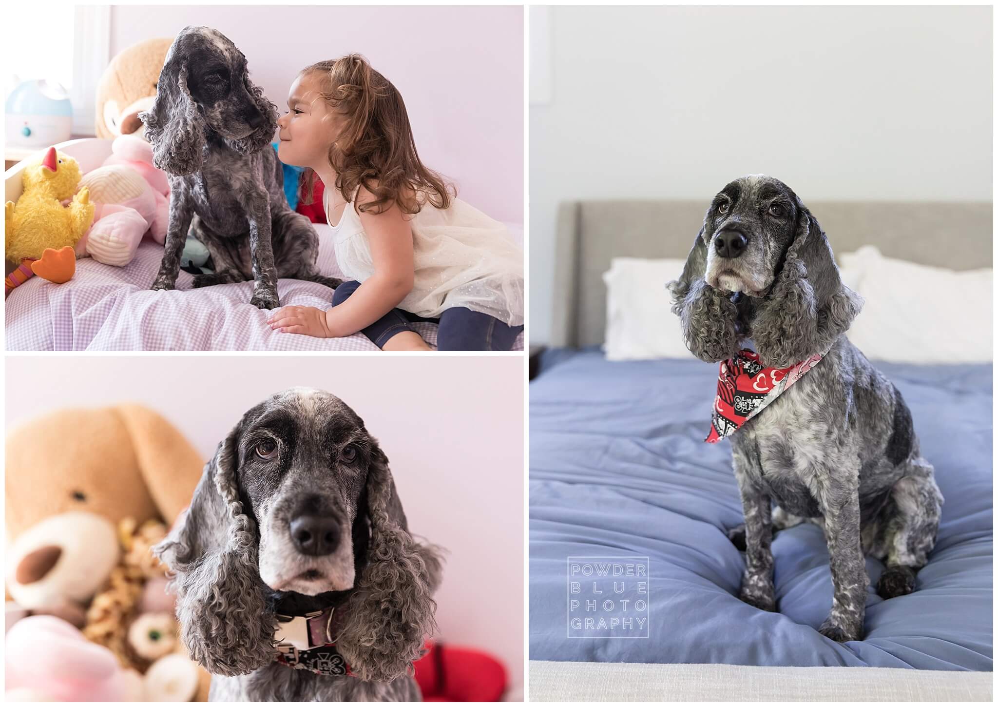 dog. cocker spaniel. girl. child's bedroom. colorful.